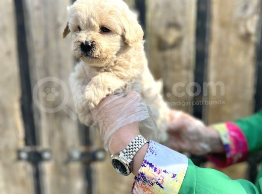 Kalitenin Zirvesi Maltipoo Yavrular