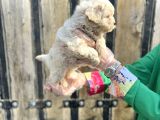 Kalitenin Zirvesi Maltipoo Yavrular