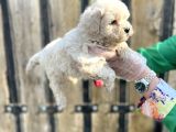 Kalitenin Zirvesi Maltipoo Yavrular