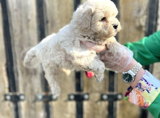 Kalitenin Zirvesi Maltipoo Yavrular görsel