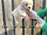 Kalitenin Zirvesi Maltipoo Yavrular