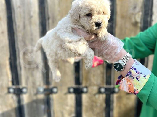 Kalitenin Zirvesi Maltipoo Yavrular görsel