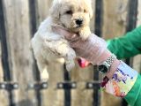 Kalitenin Zirvesi Maltipoo Yavrular