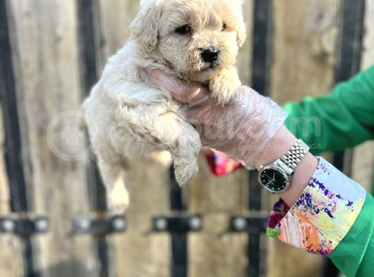 Kalitenin Zirvesi Maltipoo Yavrular görsel