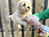 Kalitenin Zirvesi Maltipoo Yavrular