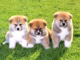 Safkan Dişi Erkek Japon Akita Yavrularımız