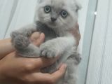 Di̇şi̇ Ve Erkek Bluepoi̇nt Scotti̇sh Ve Bri̇ti̇sh