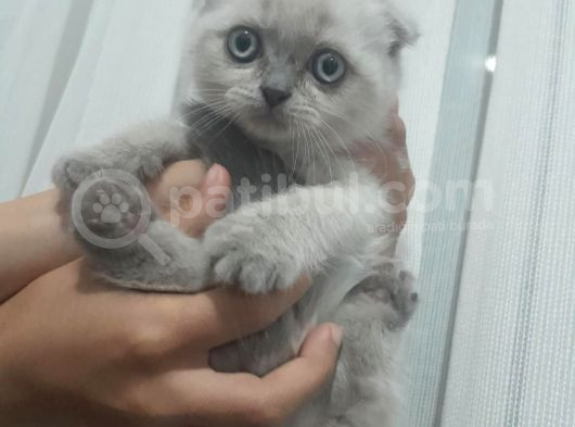 Di̇şi̇ Ve Erkek Bluepoi̇nt Scotti̇sh Ve Bri̇ti̇sh görsel