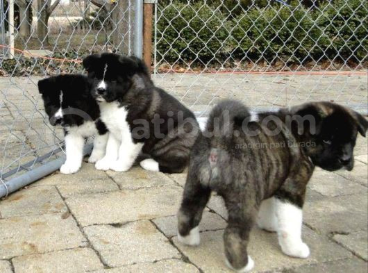 Safkan Dişi Erkek Amerikan Akita Yavrularımız görsel