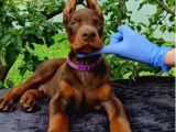 kalitenin zirvesi mükemmel yavrular doberman