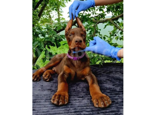Kalitenin Zirvesi Mükemmel Yavrular Doberman