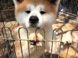 Safkan Dişi Erkek Japon Akita Yavrularımız