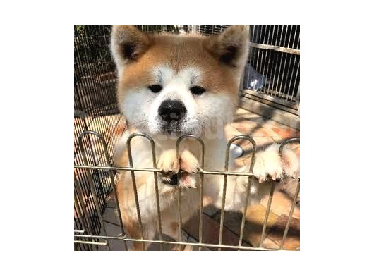Safkan Dişi Erkek Japon Akita Yavrularımız görsel