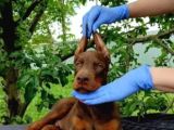 Kalitenin Zirvesi Mükemmel Yavrular Doberman