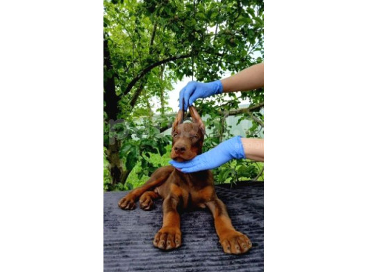 Kalitenin Zirvesi Mükemmel Yavrular Doberman görsel