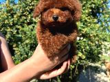 Red Brown 4 Ay Gerçek Kore Poodle