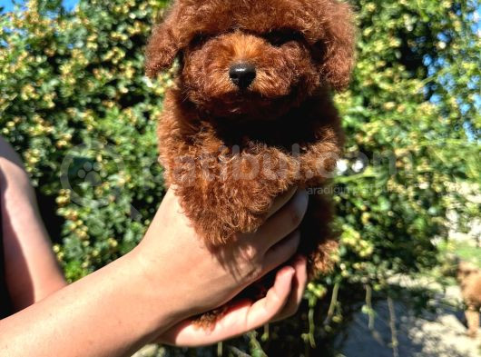 Red Brown 4 Ay Gerçek Kore Poodle görsel