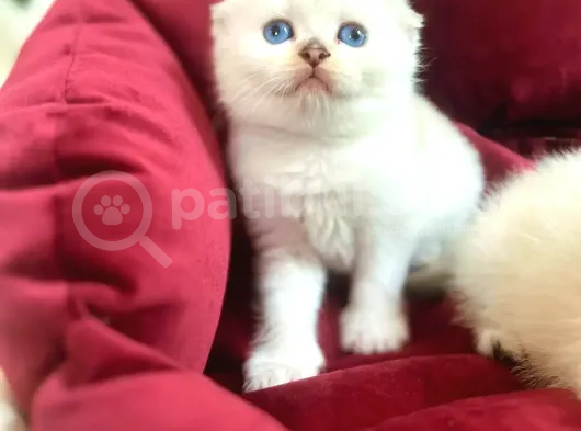 Sifir Kulak Top Kafa Fold Bebek