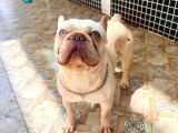 1Yaşında exotic mavigöz frenchbulldog yeni yuvasını arıyor