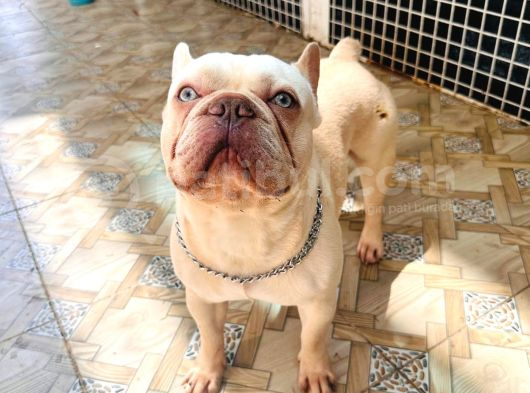 1Yaşında Exotic Mavigöz Frenchbulldog Yeni Yuvasını Arıyor