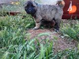 Kangal yavrularım sahibini ariyor