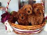 Oyuncak Güzelliğinde Toy Poodle Yavrular