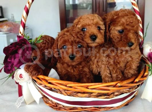 Oyuncak Güzelliğinde Toy Poodle Yavrular görsel