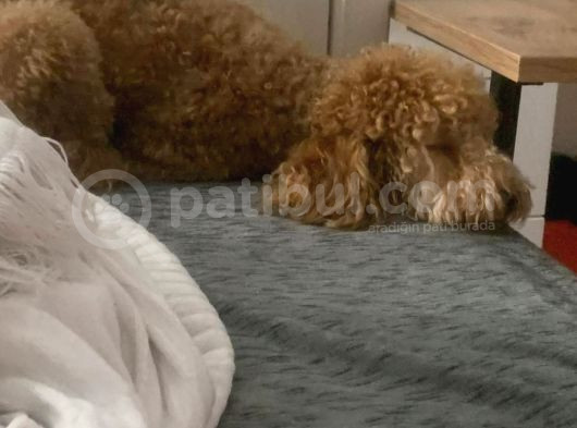 Orjinal Toy Poddle Yetişkin Pet Eğitimli Aşıları Var görsel