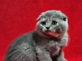 Muhteşem Scottish Fold Bebekler