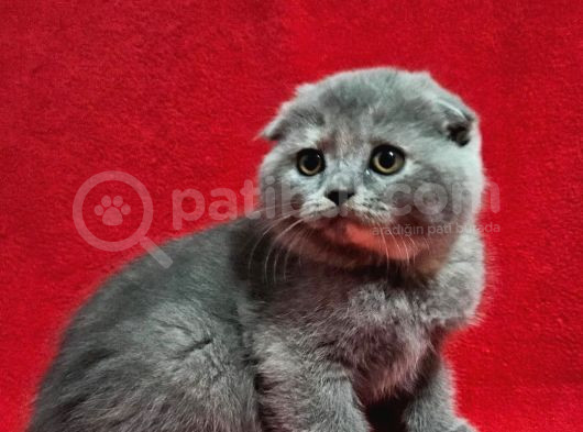 Muhteşem Scottish Fold Bebekler görsel