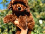 Red Brown 4 Ay Gerçek Kore Poodle