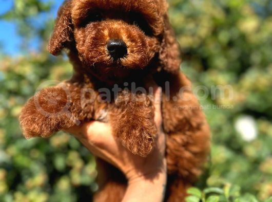 Red Brown 4 Ay Gerçek Kore Poodle görsel