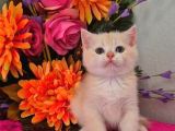 Show Kalite British Shorthair Golden Bebekler 