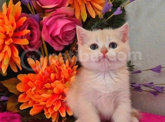 Show Kalite British Shorthair Golden Bebekler  görsel