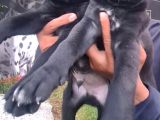 Akkuş Üreti̇m Çi̇ftli̇ği̇nden Cane Corso Yavrulari