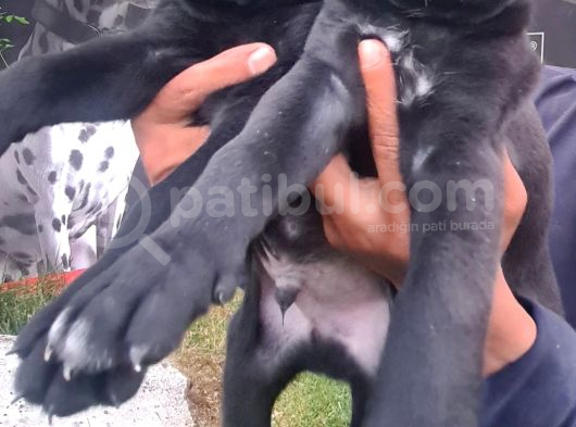 Akkuş Üreti̇m Çi̇ftli̇ği̇nden Cane Corso Yavrulari görsel