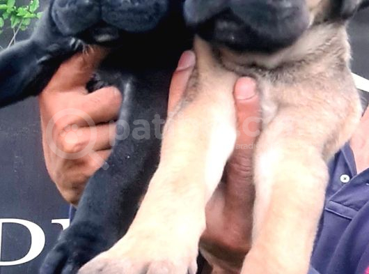 Akkuş Üreti̇m Çi̇ftli̇ği̇nden Cane Corso Yavrulari görsel