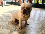 1Yaşında Exotic Mavigöz Frenchbulldog Yeni Yuvasını Arıyor