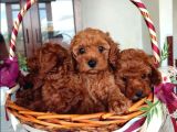 oyuncak güzelliğinde toy poodle yavrular