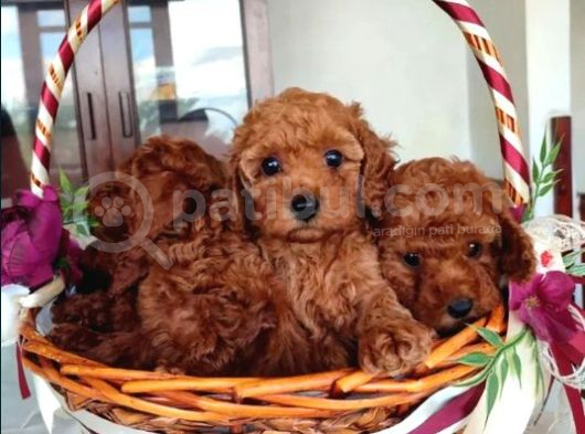 Oyuncak Güzelliğinde Toy Poodle Yavrular