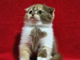 Muhteşem Scottish Fold Bebekler