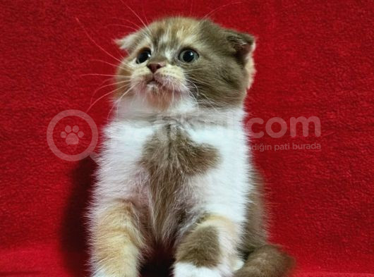 Muhteşem Scottish Fold Bebekler görsel
