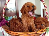 Oyuncak Güzelliğinde Toy Poodle Yavrular