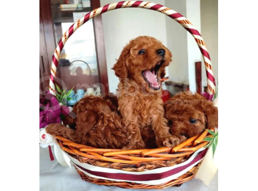 Oyuncak Güzelliğinde Toy Poodle Yavrular görsel