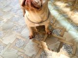 1Yaşında Exotic Mavigöz Frenchbulldog Yeni Yuvasını Arıyor