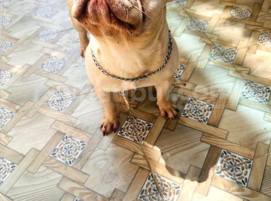 1Yaşında Exotic Mavigöz Frenchbulldog Yeni Yuvasını Arıyor görsel