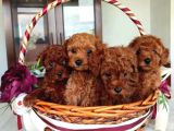 Oyuncak Güzelliğinde Toy Poodle Yavrular