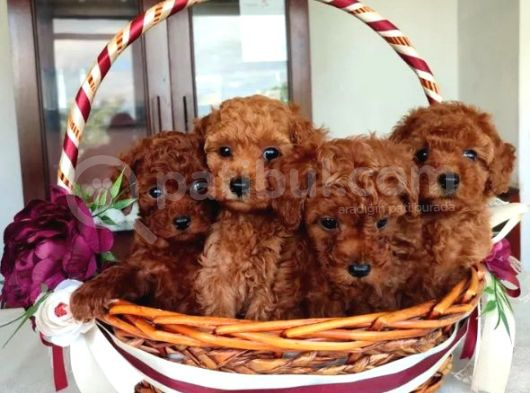 Oyuncak Güzelliğinde Toy Poodle Yavrular görsel
