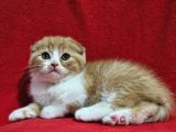 Muhteşem Scottish Fold Bebekler