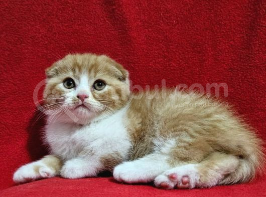 Muhteşem Scottish Fold Bebekler görsel